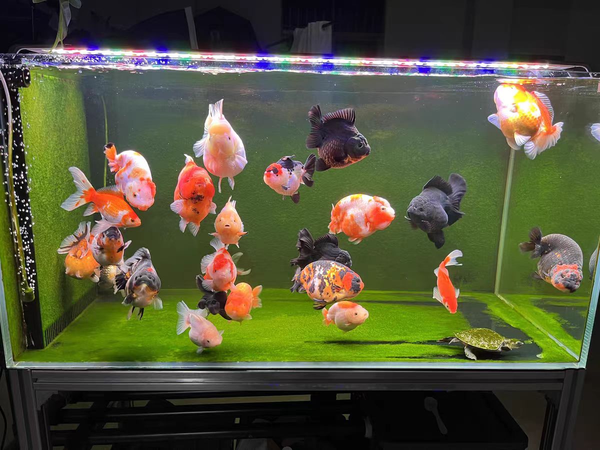 광학 렌즈가 있는 수족관 조명 LED 어항 수족관 밝기 - Marine Aquarium In Clearwater 리뷰 및 가격